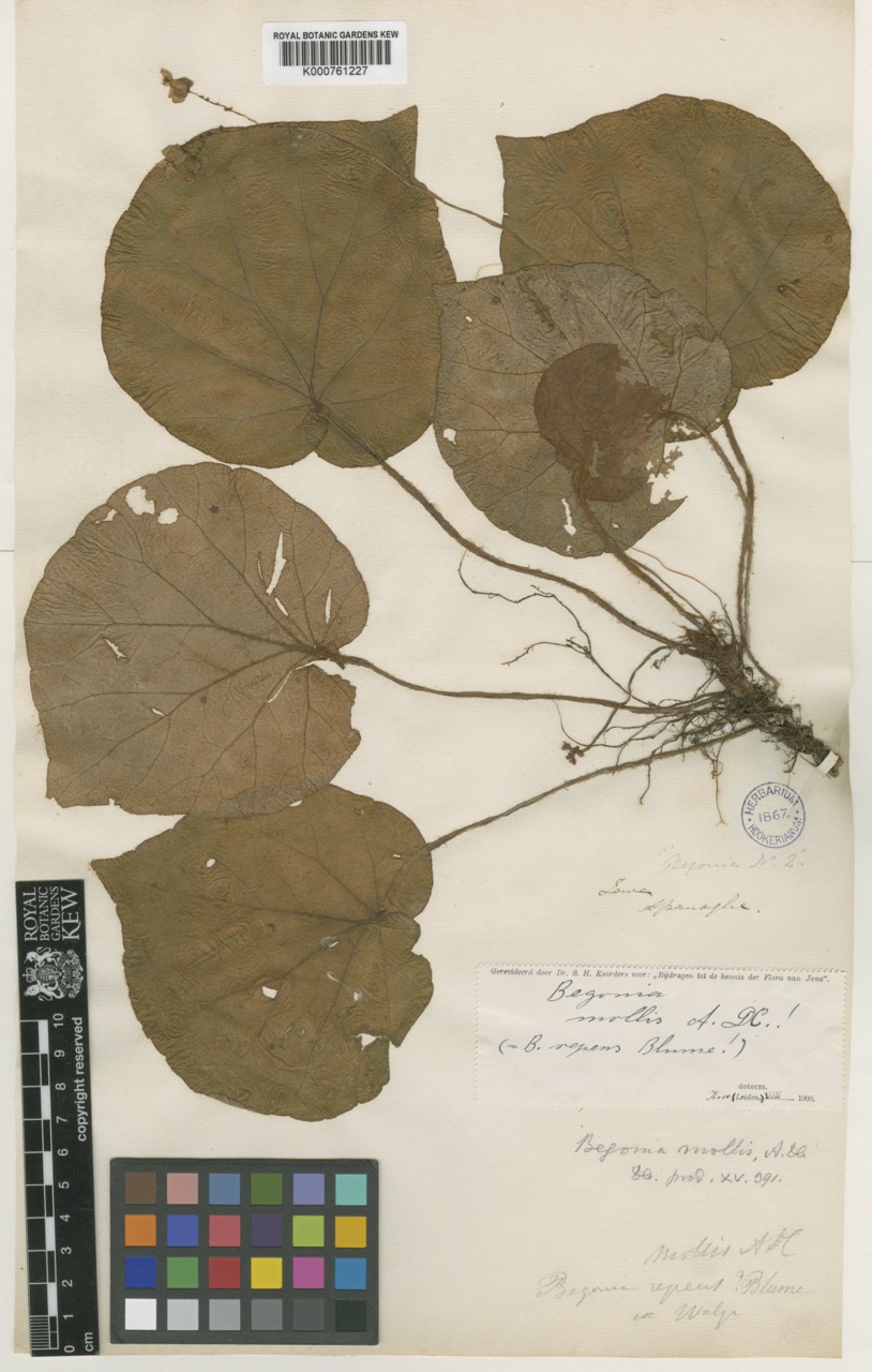 B. mollis